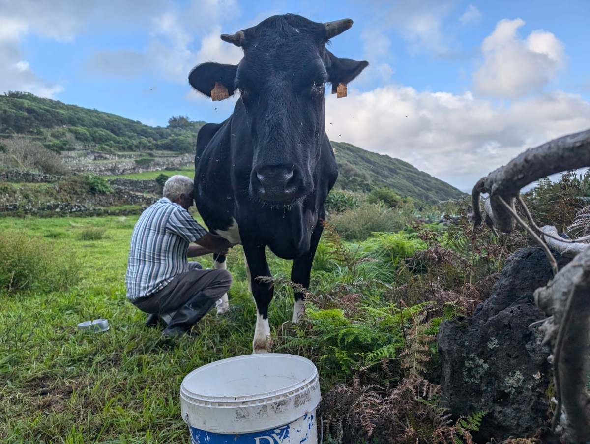Milking a cow in the fields beside the house